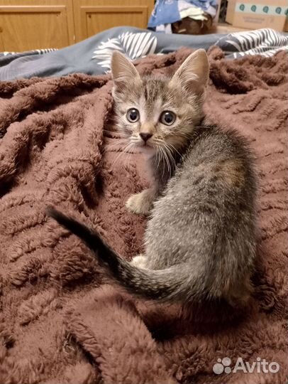 Котята в добрые руки девочки