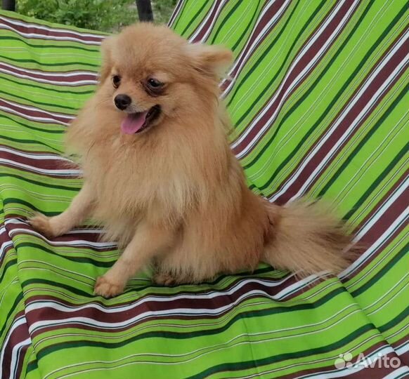 Померанский шпиц