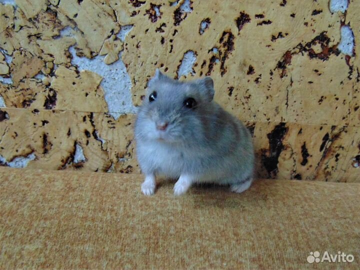 Джунгарские хомяки с новой клеткой от заводчика