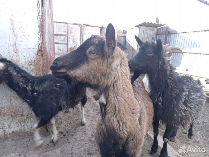 Козы дойные молочные