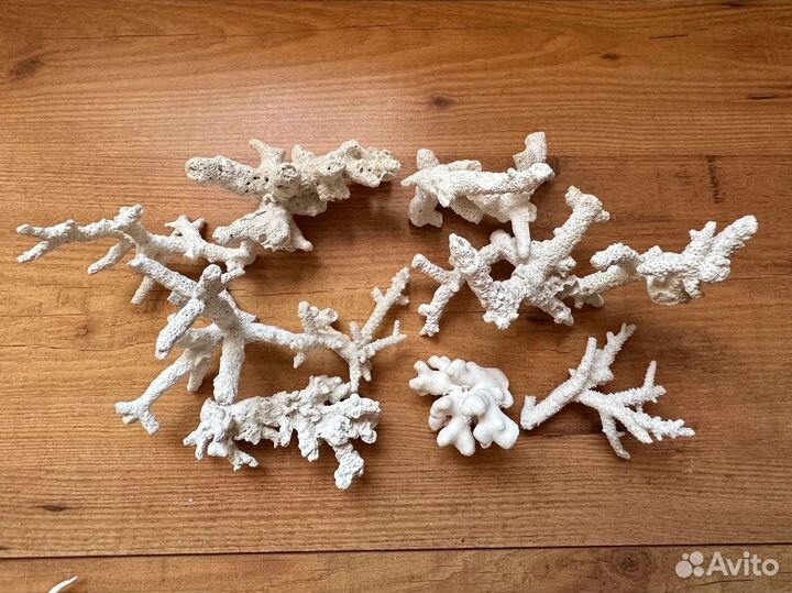 Морские кораллы для аквариума