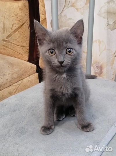 Котенок в добрые руки