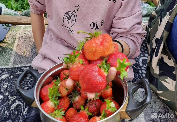 Рассада клубники