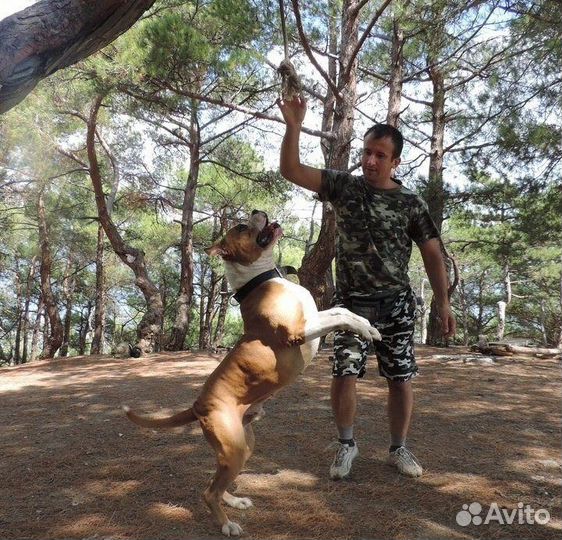 Дрессировка собак в Ялте