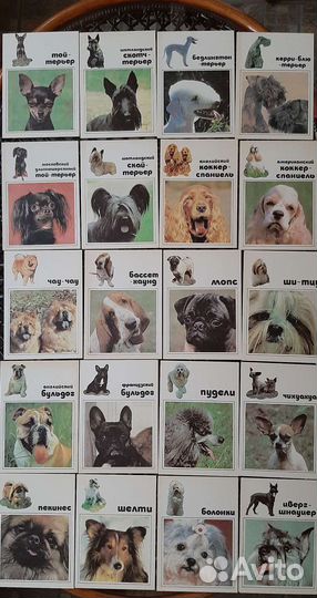 Открытки Собачки СССР 1969 и 1991 годы