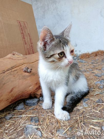 Котятки ищут дом
