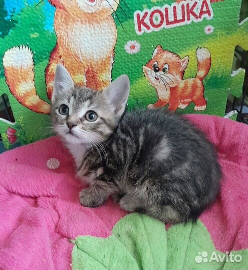 Котенок девочка 1,5 месяца
