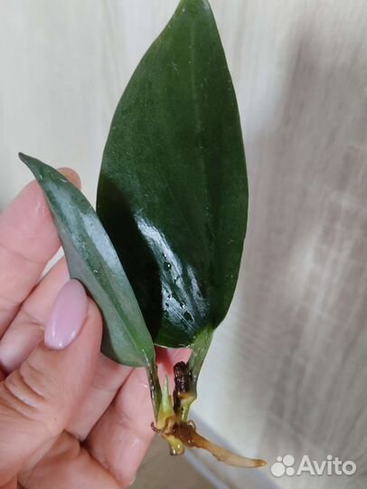 Сциндапсус Треби Дарк Форм