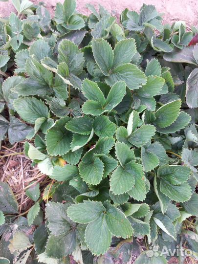 Рассада Чёрной Виктории