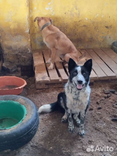 Собака в отлове