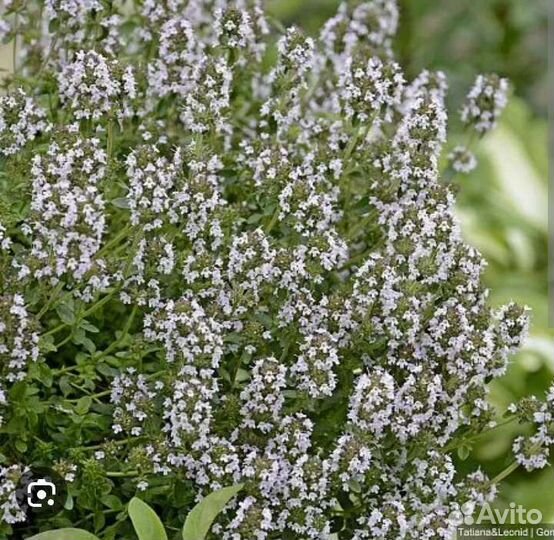 Тимьян, чабрец, эстрагон в стаканчиках