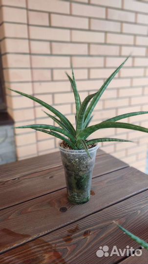 Сансевиерия