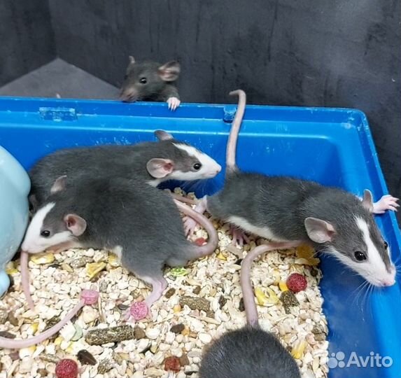 Крысята дамбо малыши