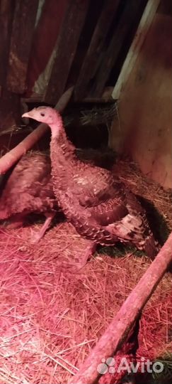 Индюки домашние