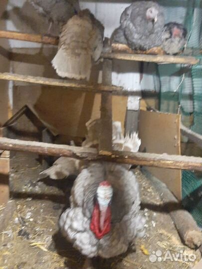 Индюки индюшата