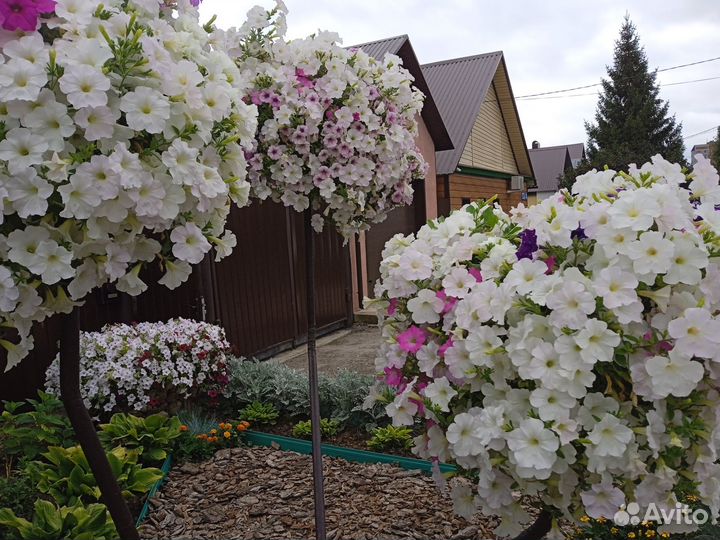 Петуния Опера, Райсбери, Лилак, Лавандер, Вайт