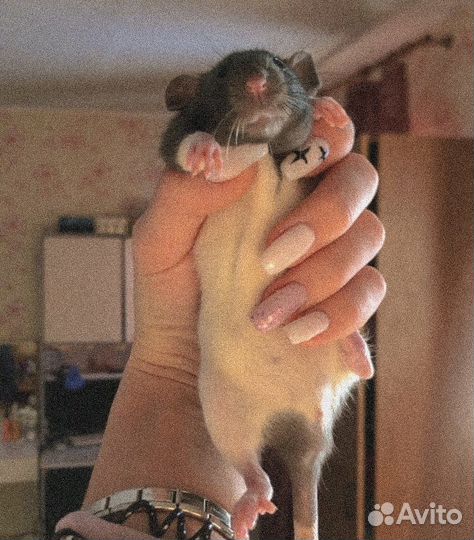 Продам крысу
