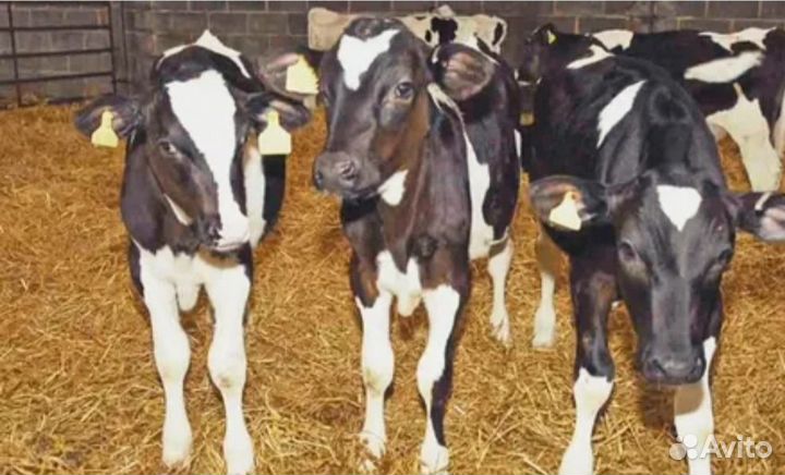 Телята бычки