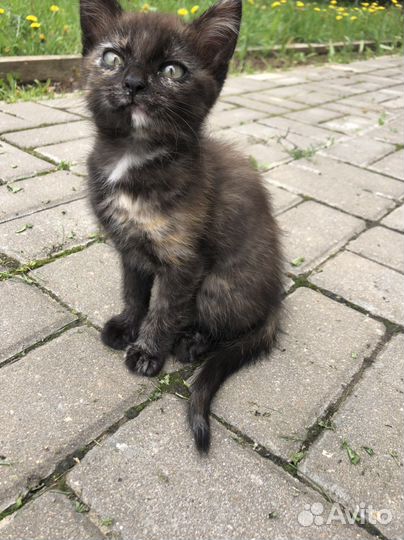 Котенок девочка в добрые руки 2,5 месяца