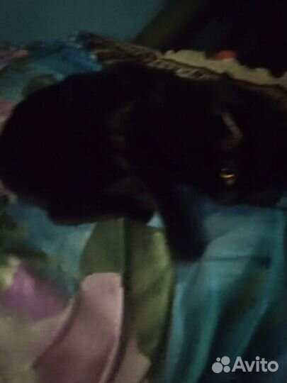 Отдам кота в добрые руки