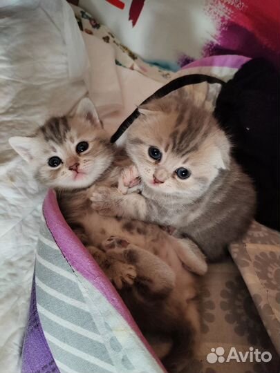 Шотландские котята