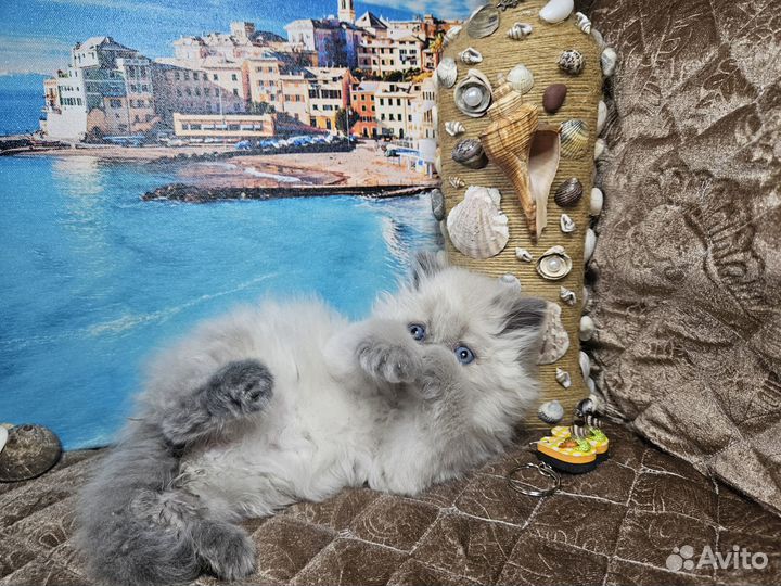 Нежные и пушистые