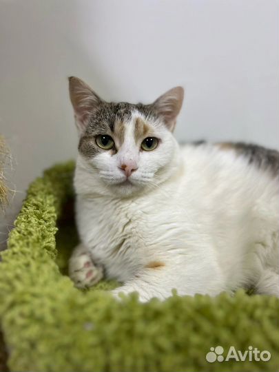 Кошка в добрые руки