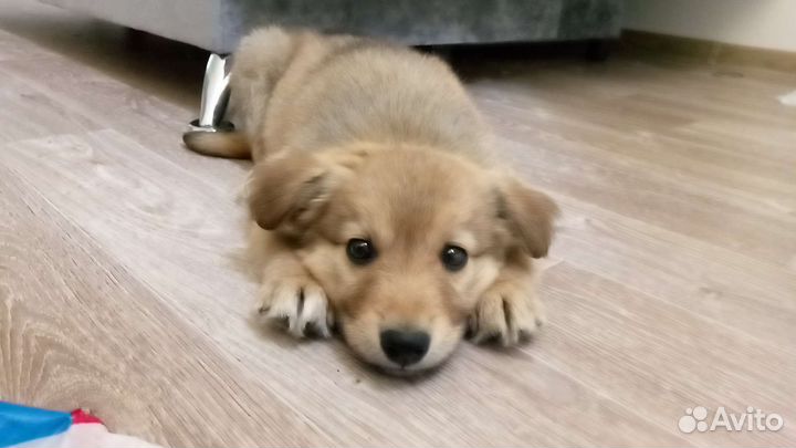 Собака в добрые руки щенок девочка