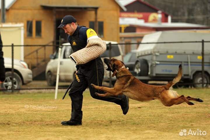 Дрессировка собак, Защита и охрана. Гостиница