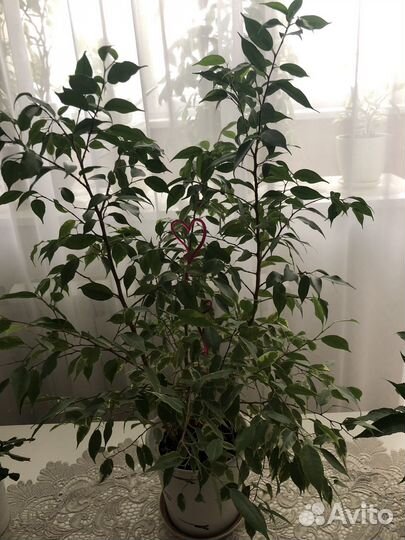 Фикус Бенджамина