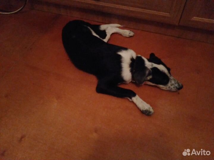 Молодой кабель