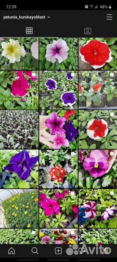 Рассада цветов опт и розница