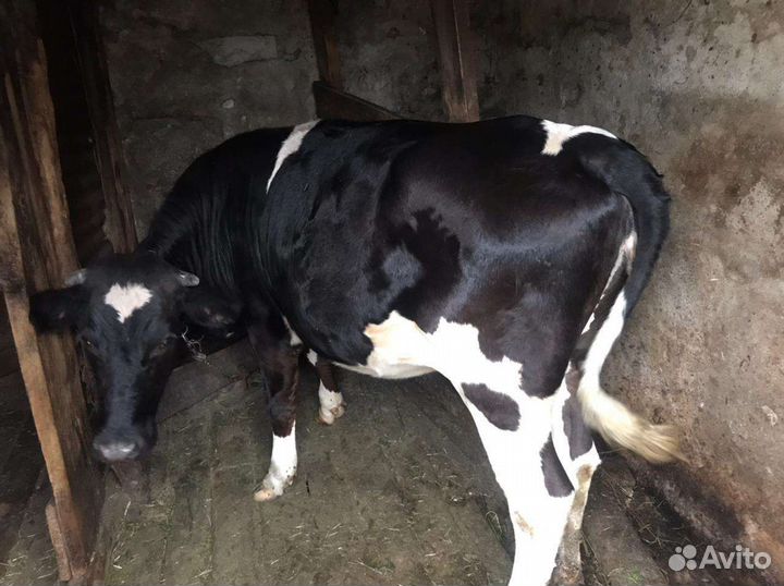 Телки стельные