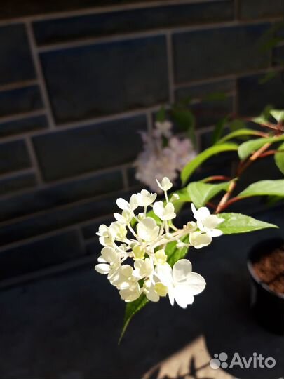 Гортензия метельчатая Vanille Fraise 2хлетний куст