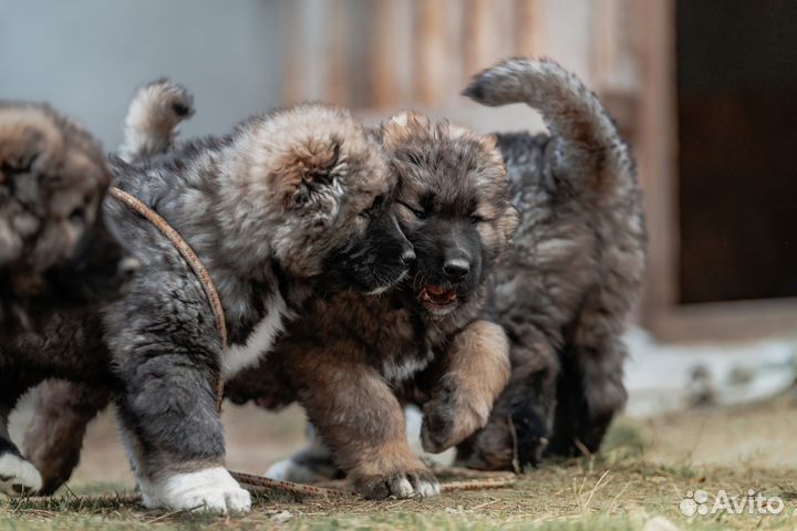 Щенки кавказской овчарки
