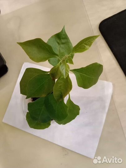 Бугинвиллия жёлтая