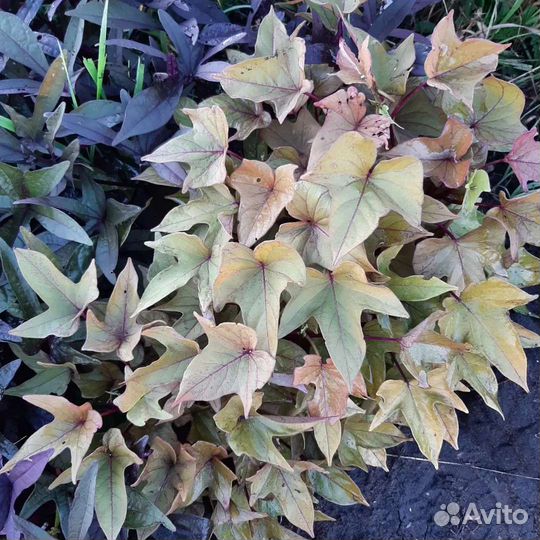 Ипомея Батат