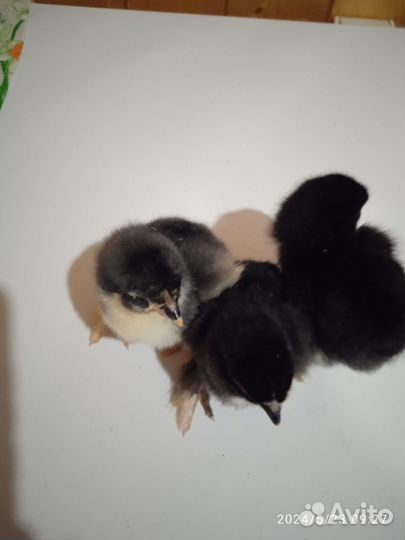 Цыплята породы брама суточные