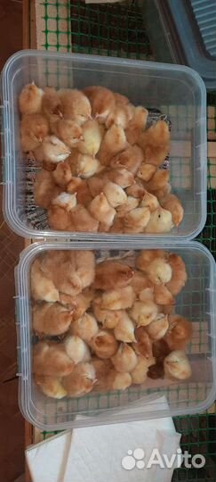 Яйца, цыплята от домашних кур