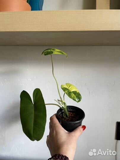 Филодендрон бурле макс вариегатный