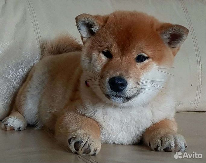 Сиба ину шоу щенки