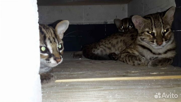 Алк 100процентов дикой крови.азиатские леопардовые