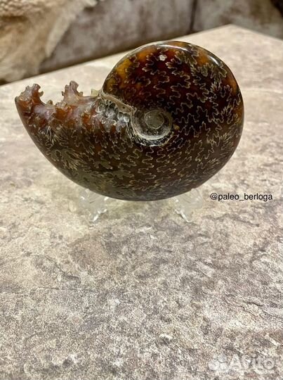 Аммонит (целый, полированный)