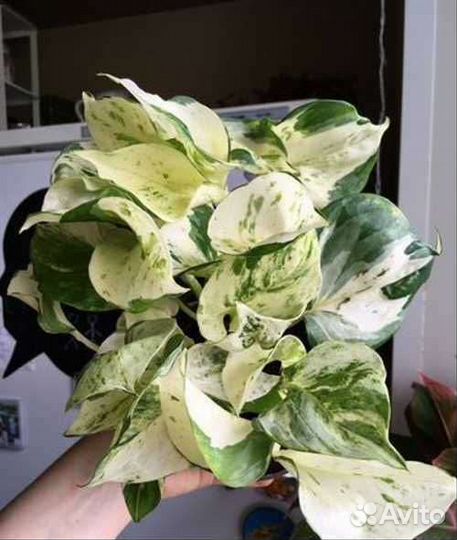 Комнатные цветы