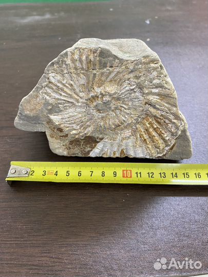 Отпечаток крупного аммонита. Перламутр