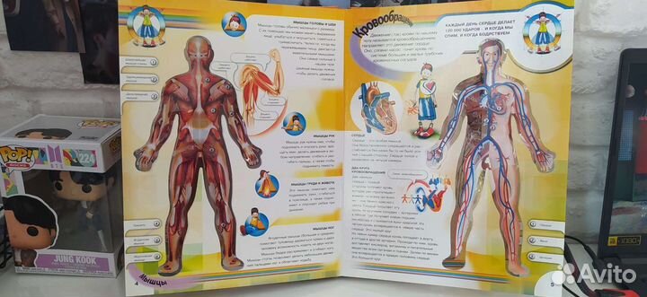 Анатомическая книга