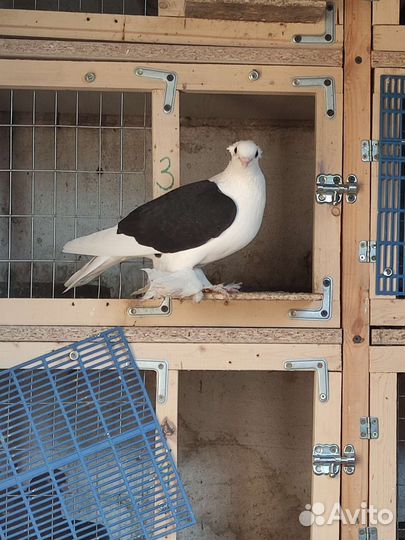Продажа голубей