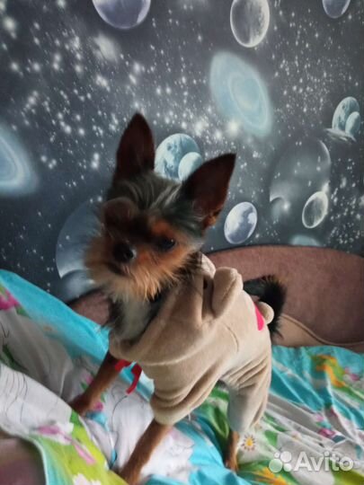 Кобель вязка