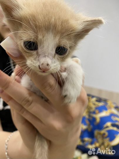 Котята в добрые руки бесплатно