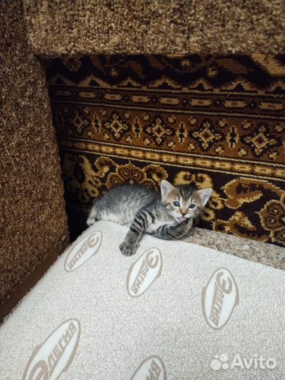 Котятки в добрые руки